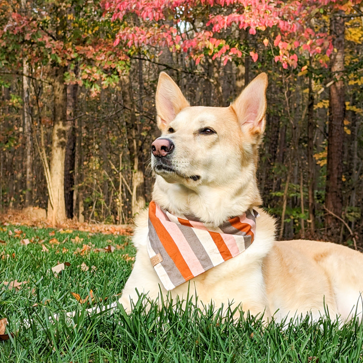 Amber & Spice Dog Bandana – Loki Doki Dog 