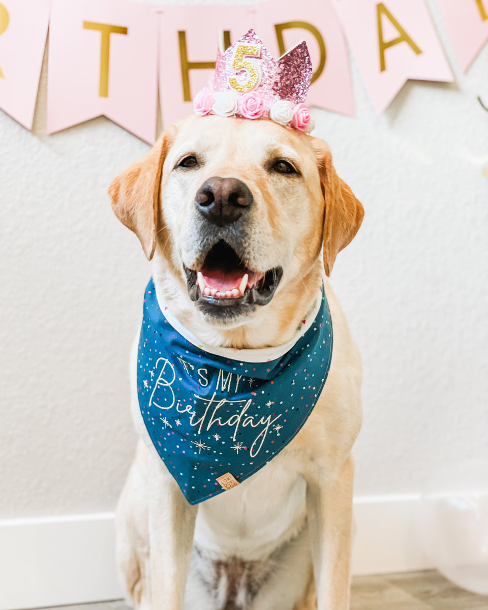 Confetti Hats Birthday Dog Bandana Gotcha Day Dog Bandanas Reve Loki Doki Dog