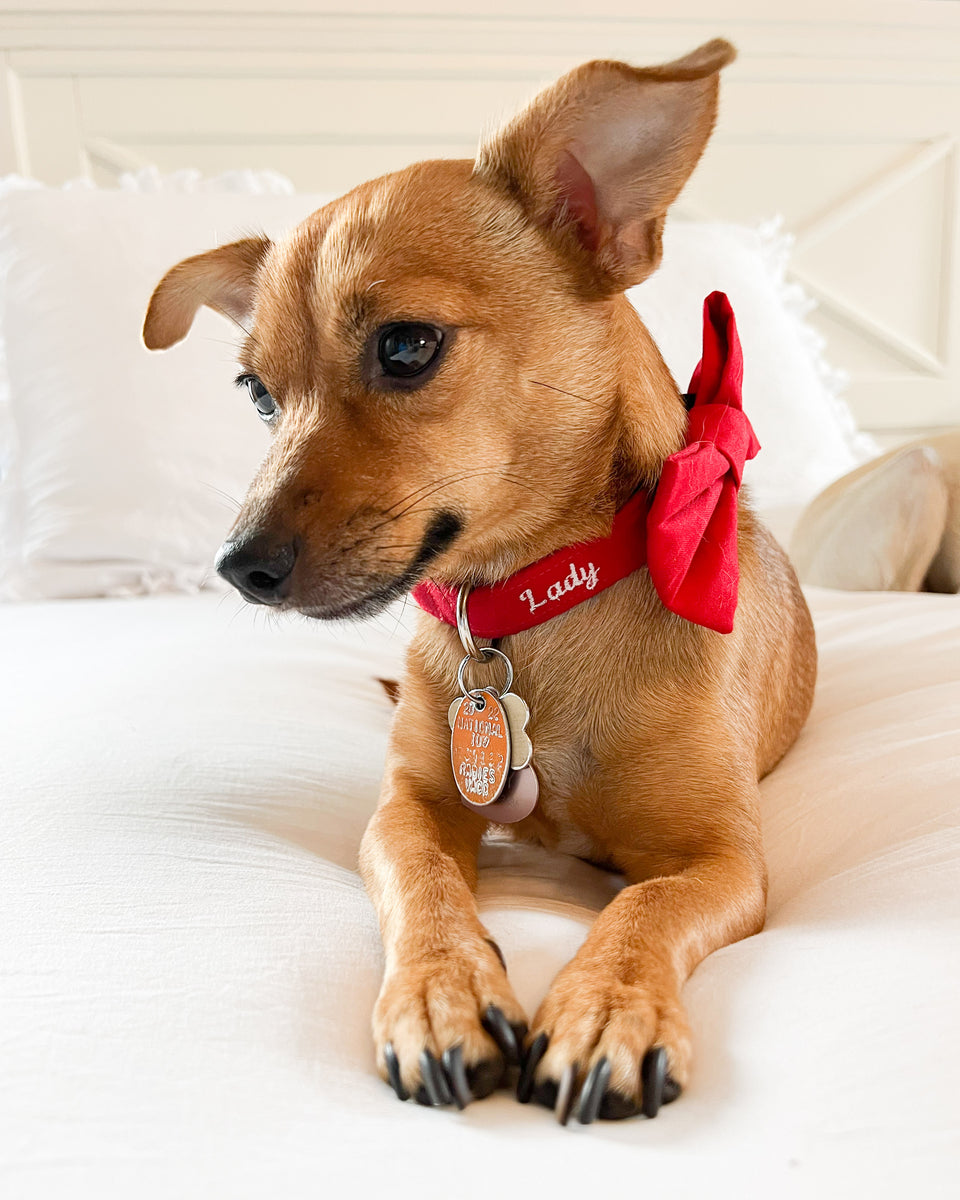 Red Flower Bow Tie Dog Collar And Leash | Supreme Dog Garage