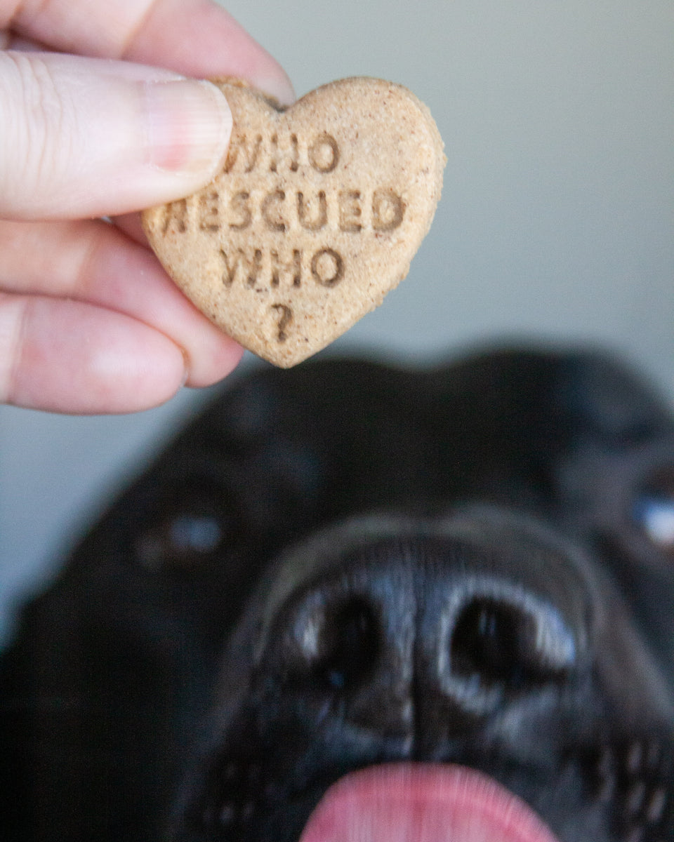 Valentine's Day Dog Biscuit Cookie Cutters (Bundle of 4) – Loki Doki Dog